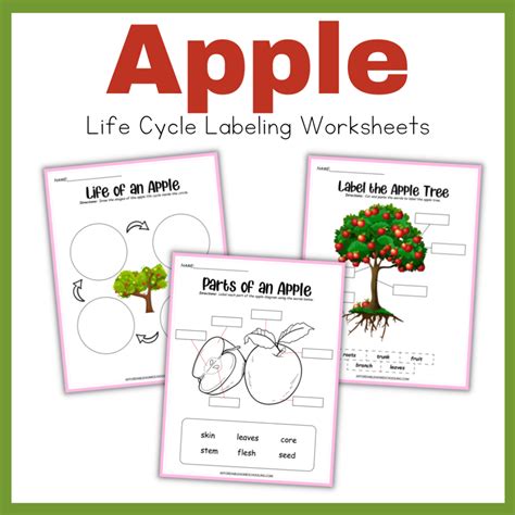 Free Printable Apple Life Cycle Worksheets For Kids