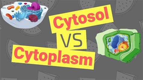 Cytosol Vs Cytoplasm Whats The Difference Youtube