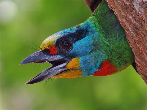 Pictures Birds Megalaima Oorti Beak Macro Photography Head Closeup