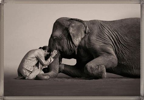 Gregory Colbert 象 写真 動物