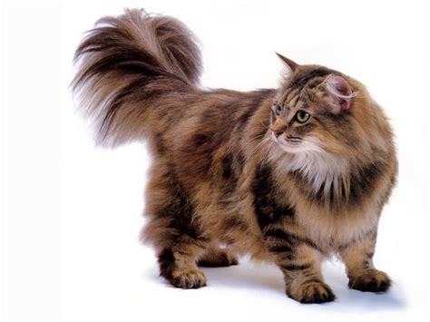 Jlm Scans Cat Breed Norwegian Forest Cat Brown Classic Tabby Image
