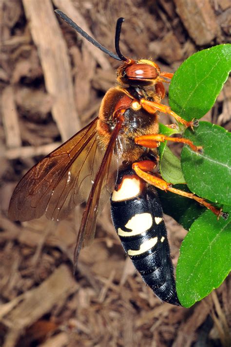 “murder” Hornets Should You Panic Probably Not Here’s Why Purdue University Pestandcrop