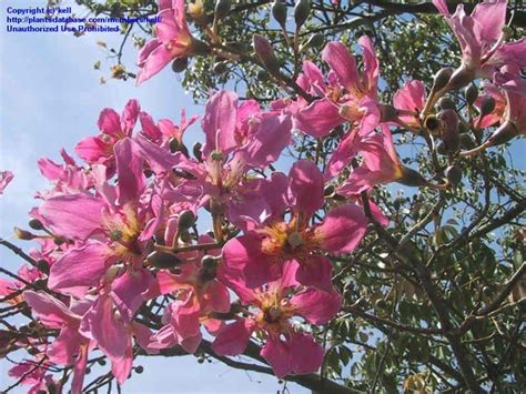 Low light houseplants, pet friendly houseplants PlantFiles Pictures: Thornless Floss Silk Tree 'Majestic ...