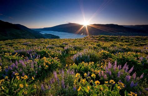 Nature Meadows Sun River Lupines Sunflowers Phone Wallpapers
