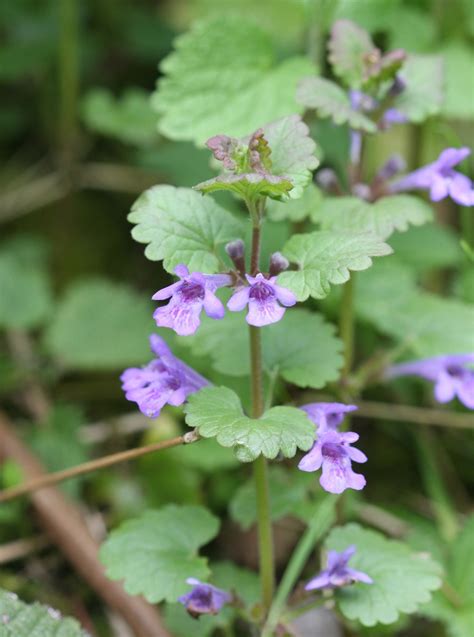 http://www.naturespot.org.uk/species/ground-ivy