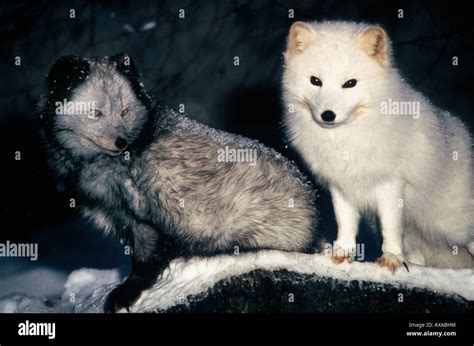 Renard Polaire Arctic Fox Vulpes Lagopus Alopex Lagopus Different Stock