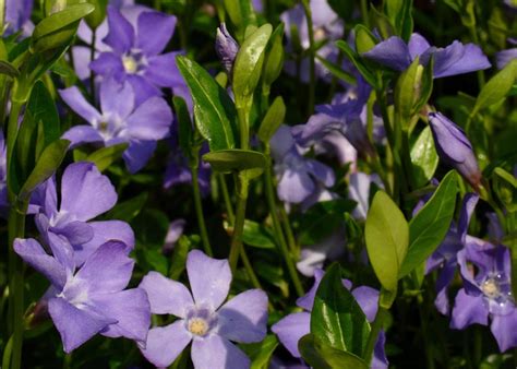 Landscape plants rated by deer resistance. Perennials, Grasses, and Groundcovers - Surfing Hydrangea ...