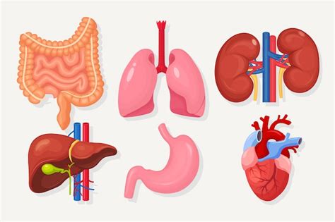 Premium Vector Set Of Intestines Guts Stomach Liver Lungs Heart