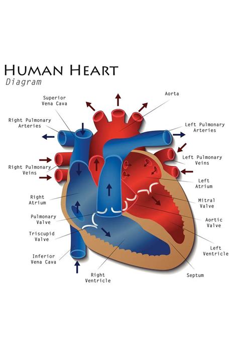 Human Heart Diagram Anatomy Diagram Educational Chart Mural Poster