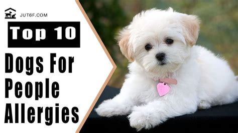 Top 10 Dogs That Dont Shed Too Much For People With Allergies Youtube