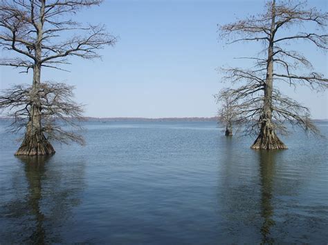Reelfoot Lake | Favorite places, Lake, Places ive been