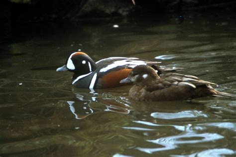 Harlequin Duck Pair Histrionicus Histrionicus 흰줄박이오리 Image Only
