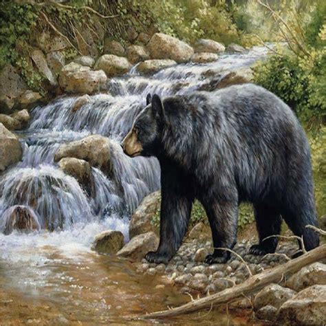 Black Bear By A Creek Coasters Set Of 4 Rubber Backed Black Bears Art