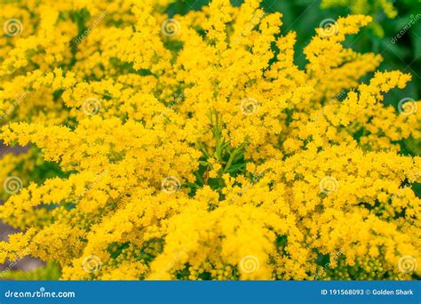 Golden Alyssum Is A Famous Flower In The Garden Stock Image Image Of