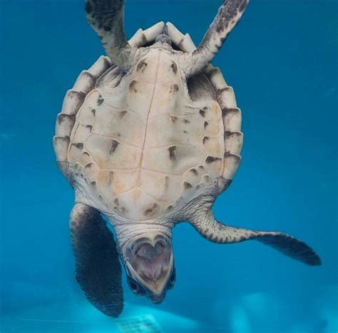 Sea Turtle Upside Down Tortoise Rescue Tortoise Care Sulcata Tortoise