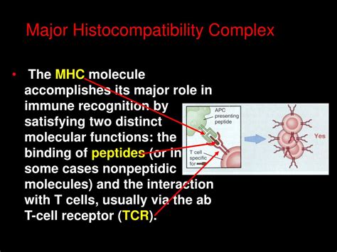 Ppt Major Histocompatibility Complex Powerpoint Presentation Free