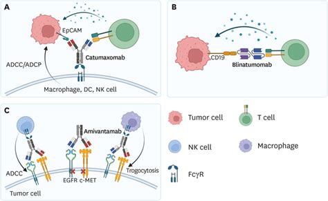 Development Of Bispecific Antibody For Cancer Immunotherapy Focus On T