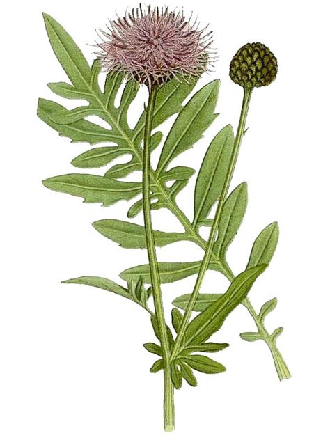 Centaurea Scabiosa Flora De Canarias Dibujos