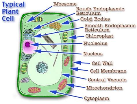Hopefully it will come in useful for someone. plant cell model | ... Cell Model Diagram Project Parts ...