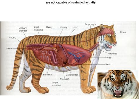 This Article Talks About The Tiger Anatomy And What The Main Body Parts