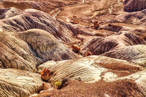 Plant Fossils In Badlands Of Petrified Forest National Park Arizona