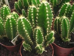 Epiphytes are plants that grow on other plants instead of in the soil, and they get moisture and nutrients from the. 12 Types of Cactus you can Grow at Home - Listovative