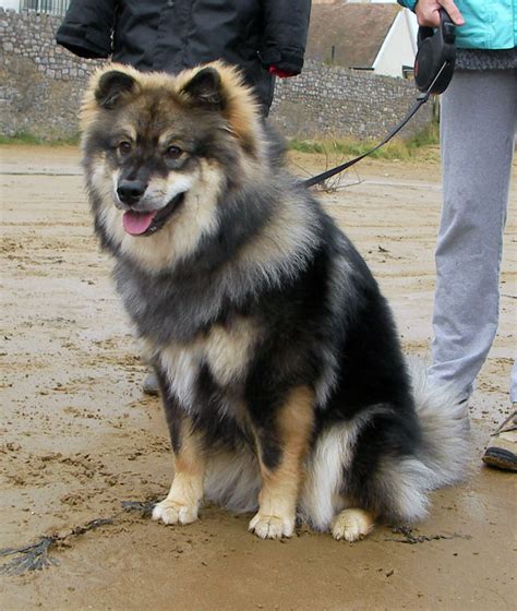 Finnish Lapphund Puppy Names Puppy And Pets