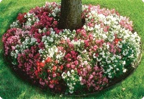 List Of Best Perennial Flowers To Plant Under A Tree References