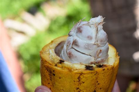 Best Chocolate Farm Tour on the Big Island, Hawaii - Forever Lost In Travel
