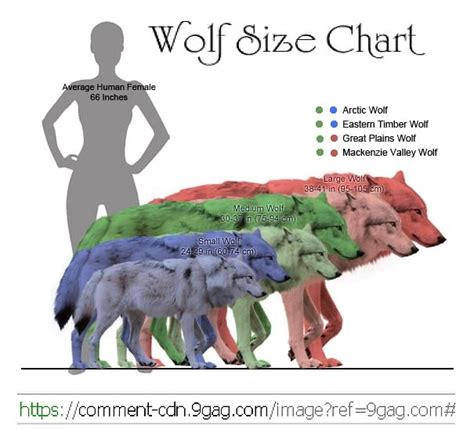 The Wolf Size Chart Is Shown In Three Different Colors
