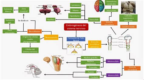 Mapa Mental Embriologia Del Sistema Nervioso Kulturaupice