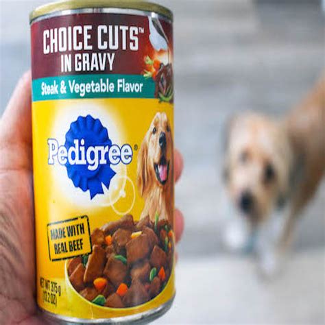 10 Best Wet Dog Food Brands To Hydrate Your Pup