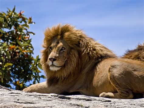 Filemale Lion On Rock Wikipedia The Free Encyclopedia