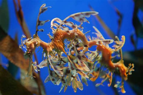 Exotic Sea Creatures At Adventure Aquarium Flickr