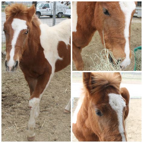 goats for sale craigslist san antonio - Sherita Yanez