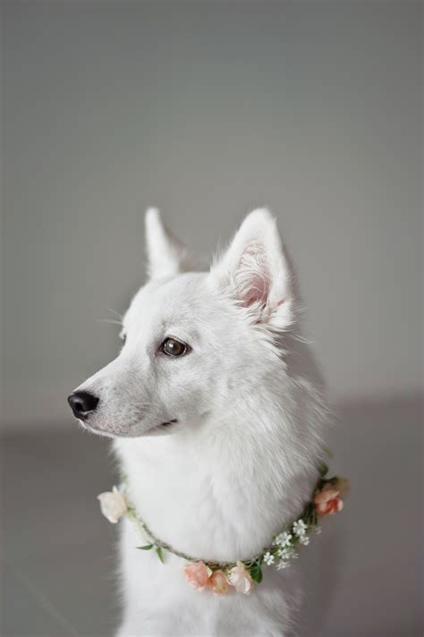 Listen to your vet's instructions for both how and how often the medication should be administered. How Often Should Puppies Poop? Potty Training | PetShoper