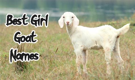 70 Best And Hilarious Girl Goat Names Good Names For A Girl Goat