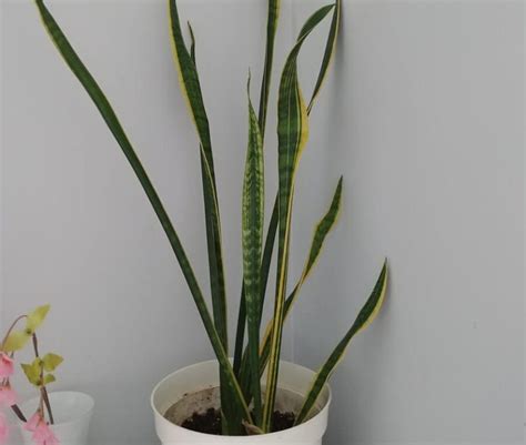 Does citronella grow in shade? How Fast Do Snake Plants Grow? - The Practical Planter