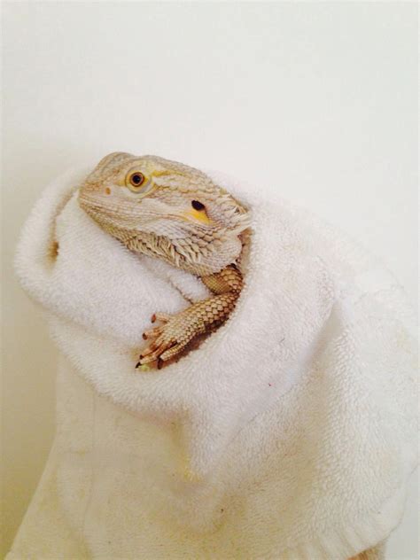 The number of times that you should clean your bearded dragon is relative to the pet and the owner. Bearded dragon #beardeddragon (With images) | Bearded ...