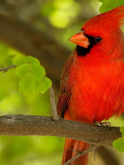 Free Download Download Red Bird Hd 1080p Wallpapers Download Hd