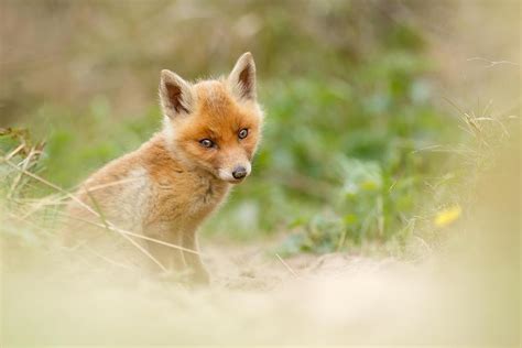 Most Beautiful Red Fox Kit In The World Photograph By