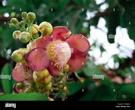 Sala Flora Or Shorea Robusta Flower On Cannonball Tree And The Sal Tree
