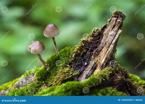 Mushroom On Moss In A Forrest Stock Image Image Of Mushroom Moss