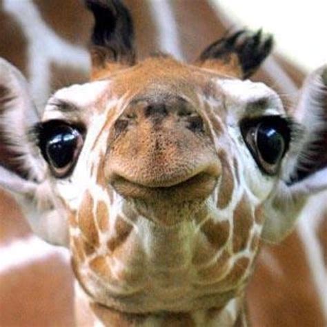 Andere, autos, cartoons, googlehupf, kinder, menschen, schilder, screenshots, sportler, tiere, werbung, zeitungen. This face literally made my day. | Tiere, Süße tiere ...