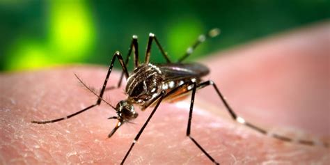 Dengue Cases Rising In Puerto Rico Fox News