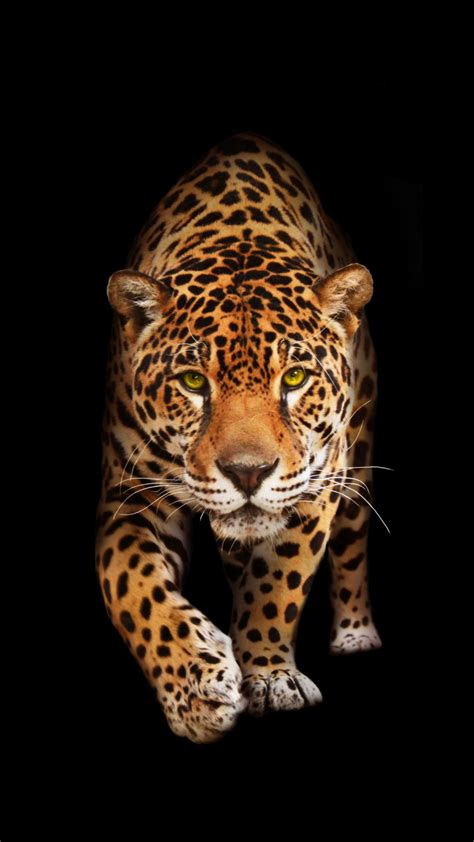 Wild Cat Jaguar Hd Wallpapers Hd Wallpapers Id 22872
