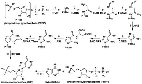 De Novo Purine Synthesis Pathway