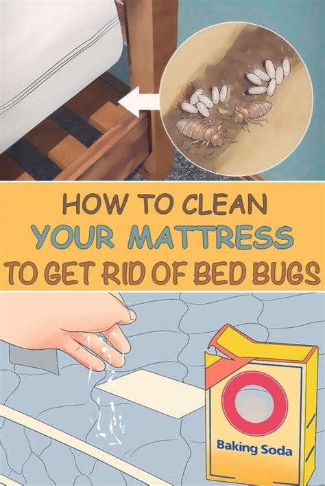 How To Get Rid Of Bed Bugs On Mattress P