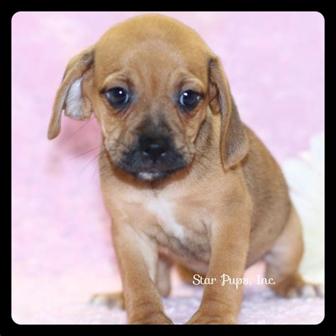 Puggle F Fawn Sold Star Pups