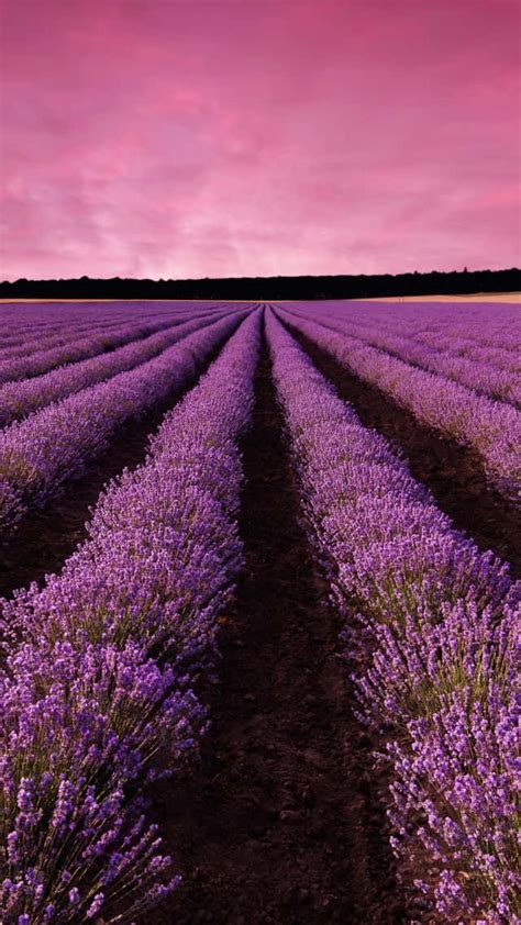 Download Lavender Fields Wallpaper